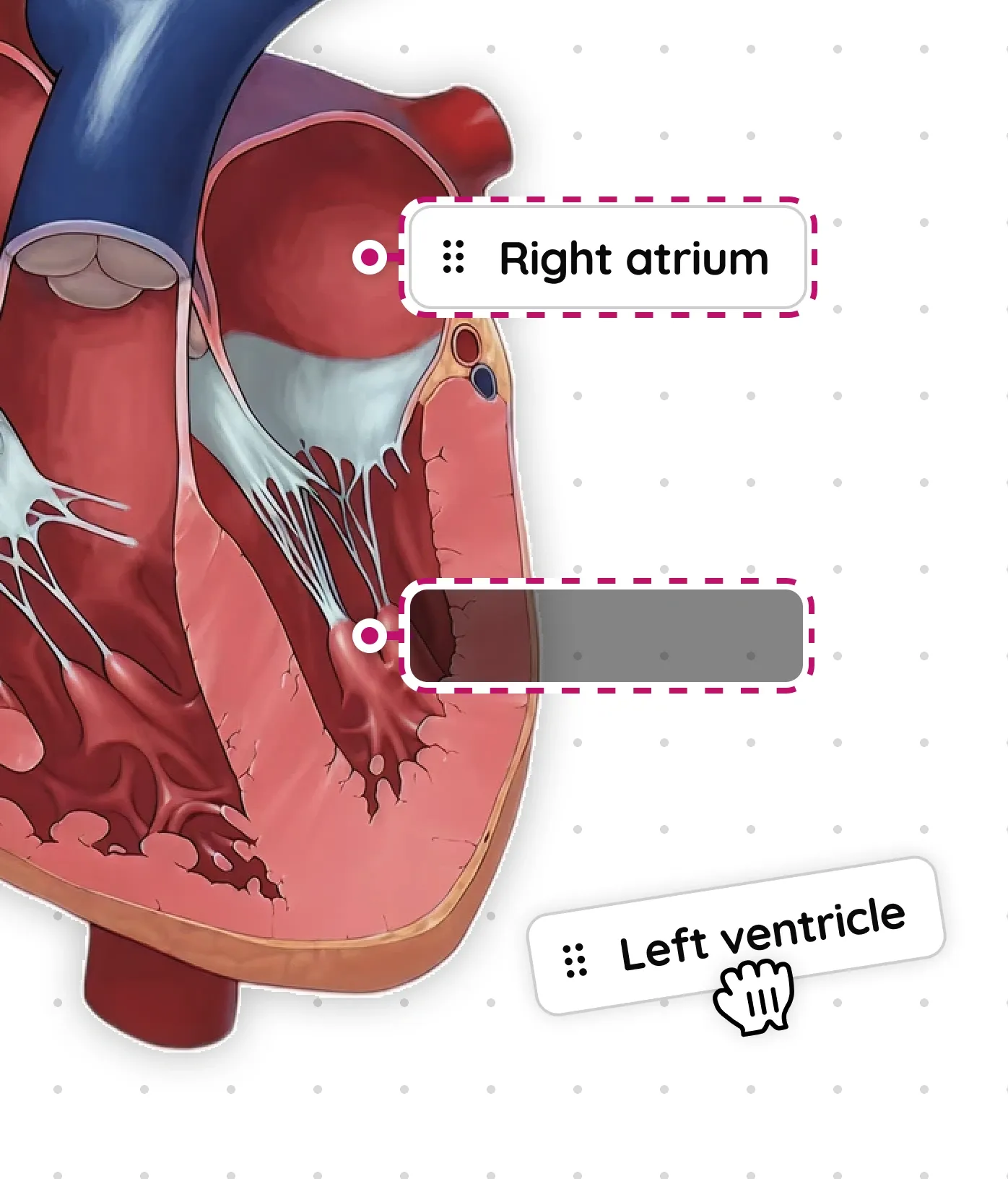 Interactive labeling question prototype over a heart diagram.